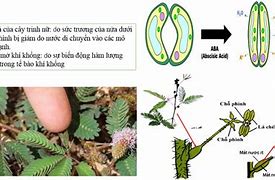 Khái Niệm Ứng Động Ứng Động Sinh Trưởng Và Ứng Động Không Sinh Trưởng